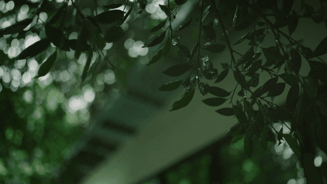 Rain-soaked leaves in a lush forest