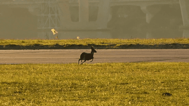 Deer standing on a grassy field near a bridge