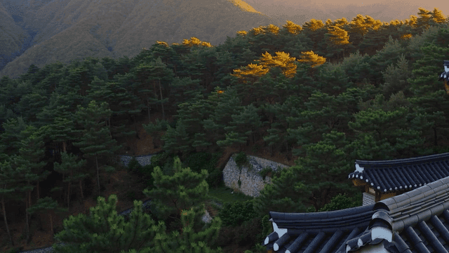 A traditional Korean building in a forest