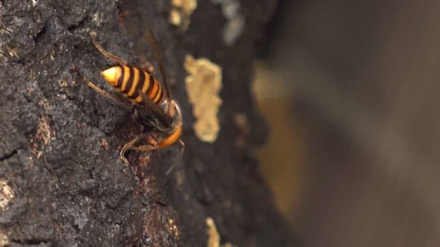 Wasp collecting sap from tree bark in close-up view