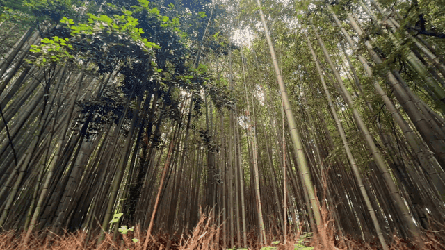 Quiet bamboo forest with tall trees