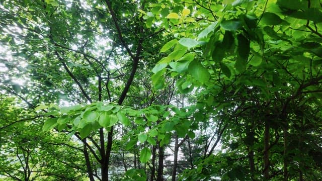 Trees in a lush green forest on a sunny day