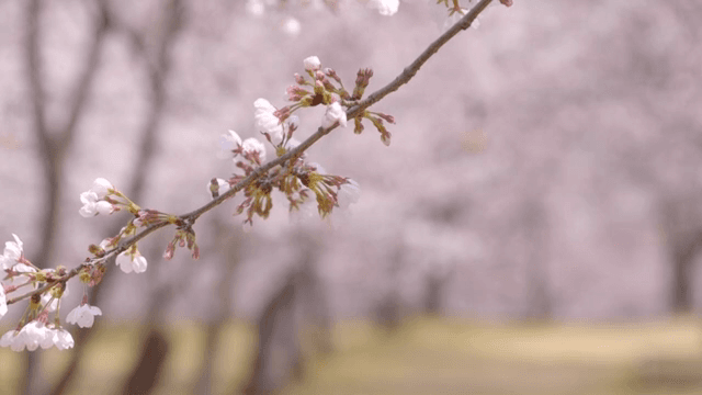 가지에 핀 벚꽃
