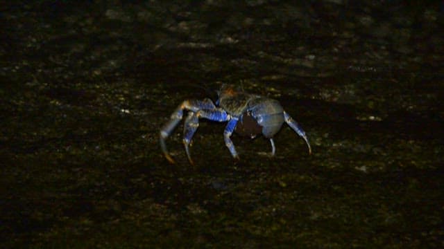 Blue Crab Navigating a Rocky Beach