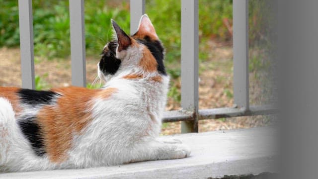 Back view of a calico cat looking through the metal railings of a garden