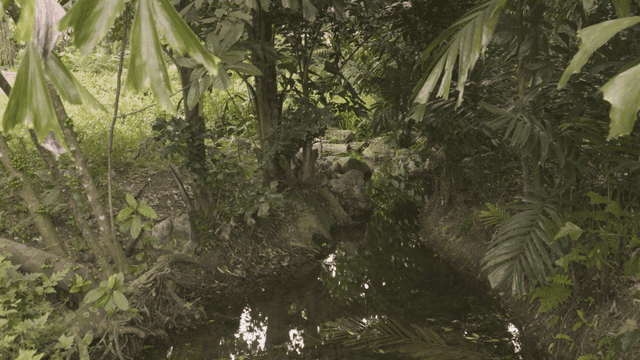 Quiet forest stream surrounded by green forest.