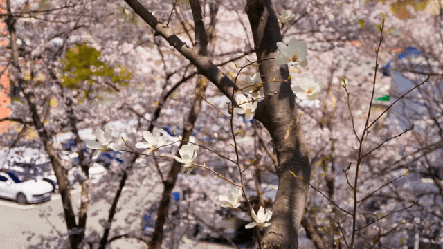 만개한 목련 꽃