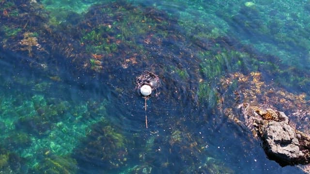 Diver exploring the clear ocean waters