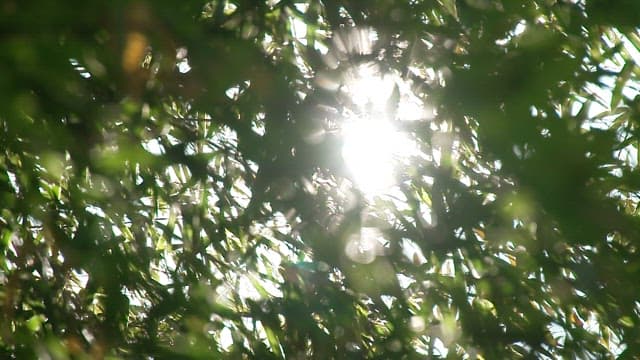 Sunlight filtering through dense green foliage