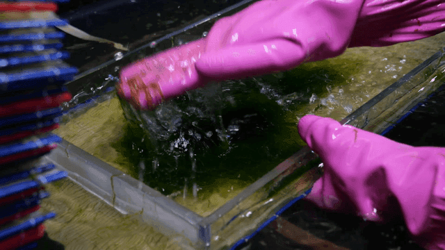 Rubber gloves used to shape sea tangle by pressing it into frame