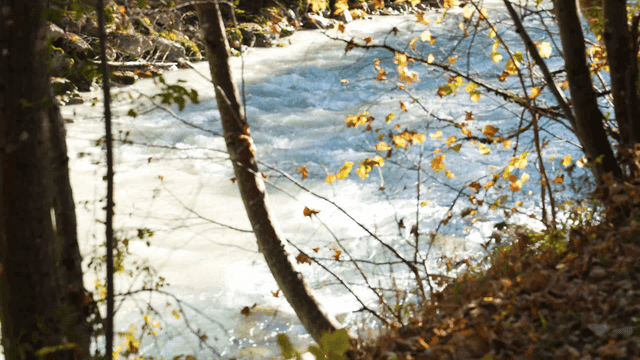Flowing river surrounded by autumn trees