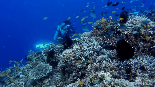 다이버가 활기찬 산호초 탐험
