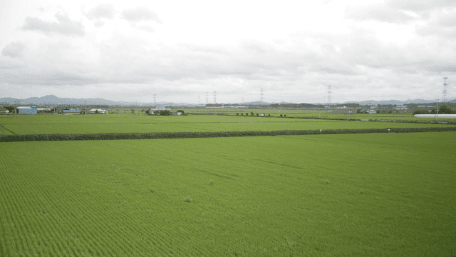 Green field under cloudy sky