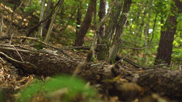 햇빛이 비치는 숲을 걷는 사람
