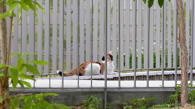 Cat resting between metal railings in a garden