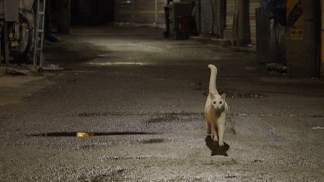 White cat walking in an empty alley at night