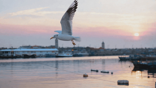 해질녘 항구 위를 나는 갈매기