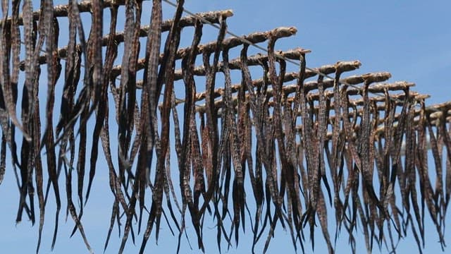 Dried green eel goby hanging under the blue sky