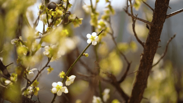 나뭇가지에 피어나는 꽃들