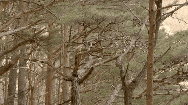 얽힌 가지가 있는 울창한 숲