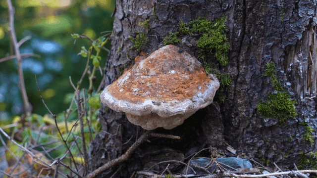 Mushroom growing on a tree trunk