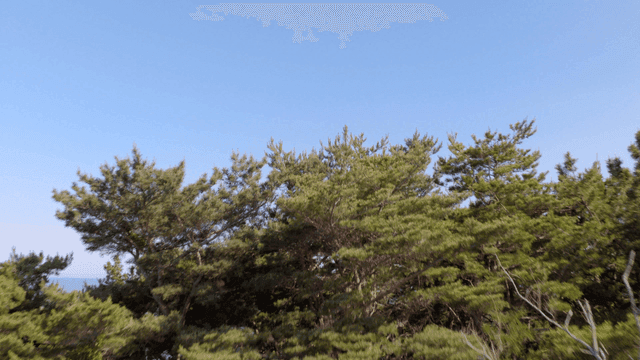바닷가 옆 푸른 숲