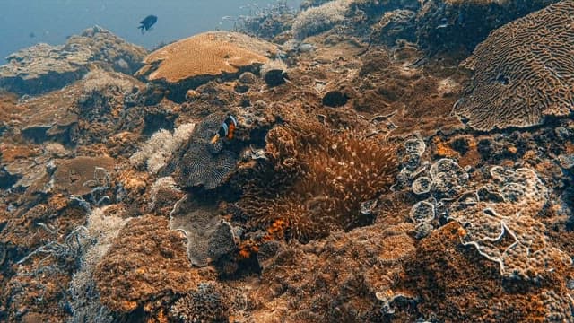 Underwater Coral Reef with Tropical Fish