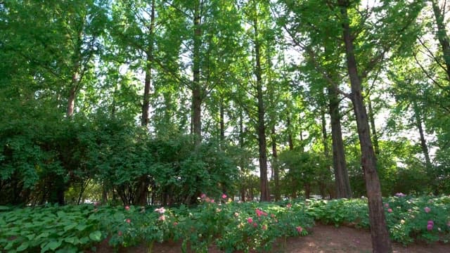 Tranquil forest with blooming flowers and tall trees in daylight