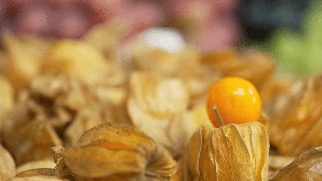 껍질이 있는 잘 익은 꽈리의 클로즈업