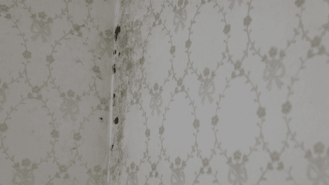 무늬가 있는 벽지에 곰팡이