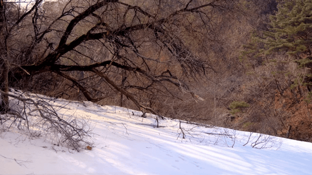 황량한 나무와 눈 덮인 풍경