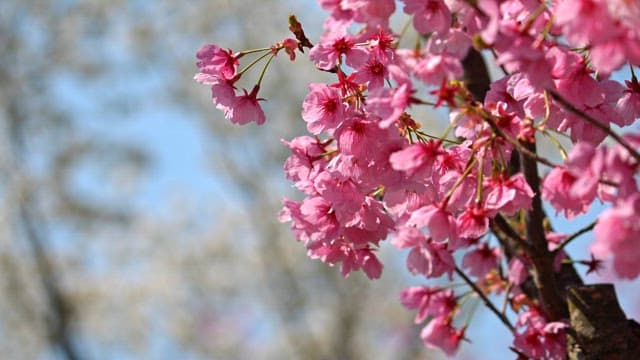 Cherry blossoms in full bloom