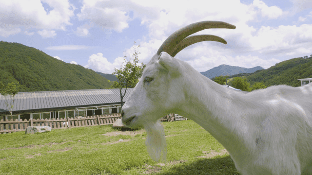 Goat on sunny farm