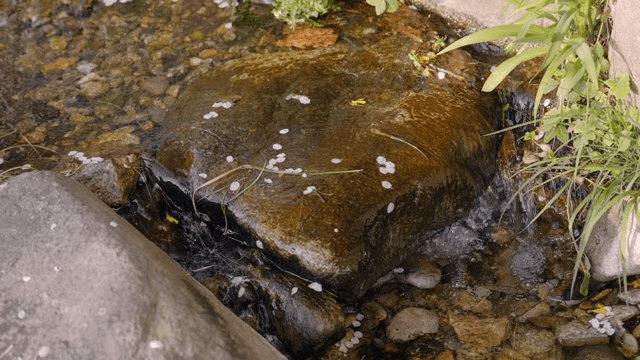 벚꽃잎이 떨어진 시냇물