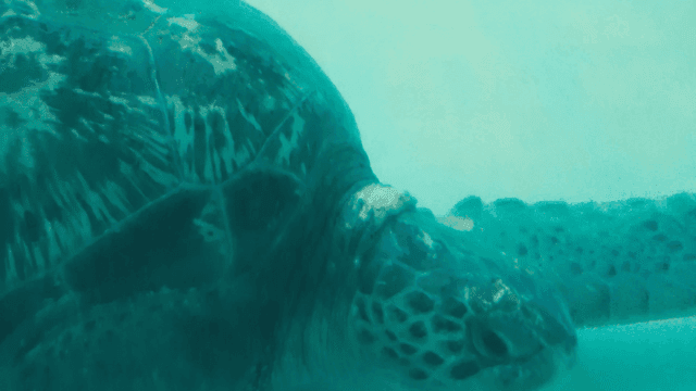 Sea turtle swimming underwater