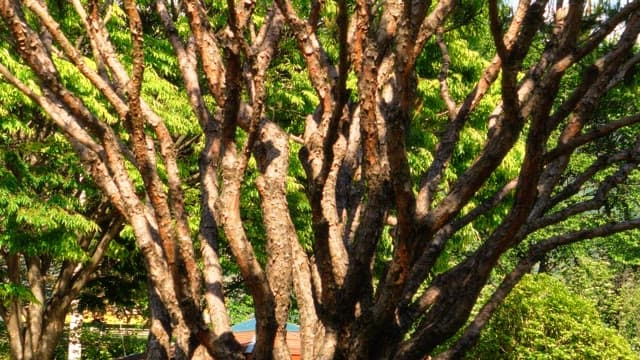 Tree trunk glowing with midday sunlight