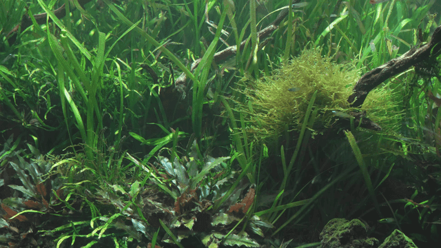 Aquarium with lush green plants and fish