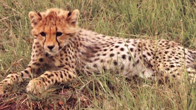 풀밭에서 쉬는 편안한 새끼 치타