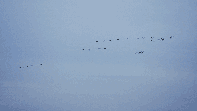 푸른 하늘을 나는 새 떼