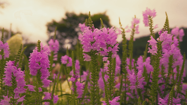 Vibrant pink flowers in lush garden