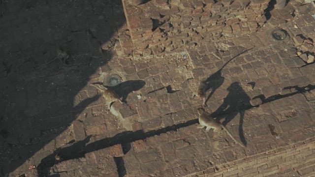 Troop of Monkeys Playing and Fighting on Ancient Stone Ruins