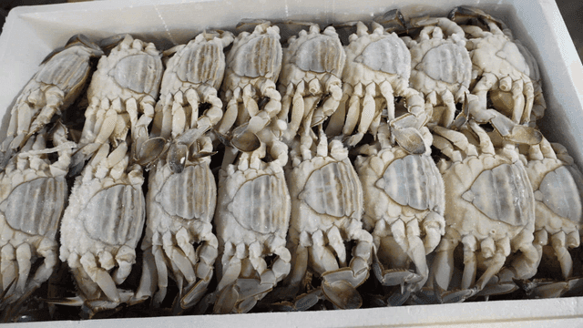 Frozen crabs in a styrofoam box