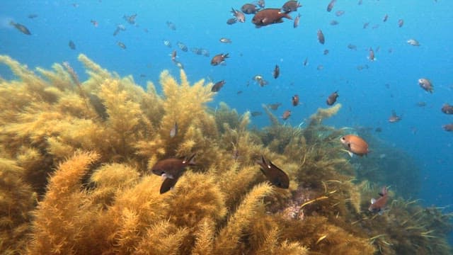 Underwater scene with fish and seaweed