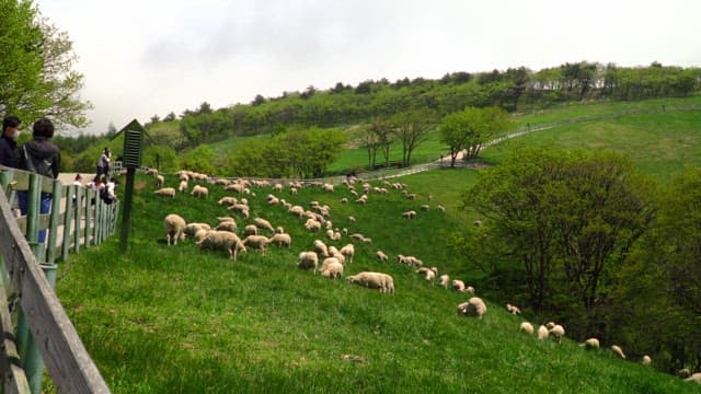 Sheep grazing on a hillside with visitors watching