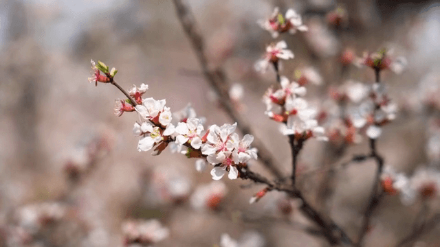 Cherry blossoms blooming on a branch