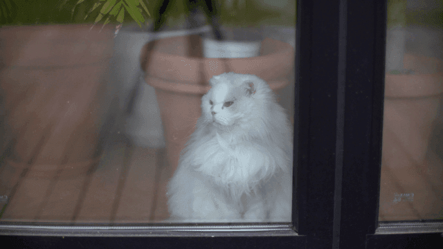 유리창 뒤에 있는 하얀 고양이