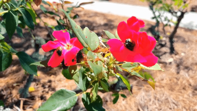 꽃 위에 모여있는 곤충들