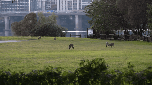 Deer grazing in a park with bridge