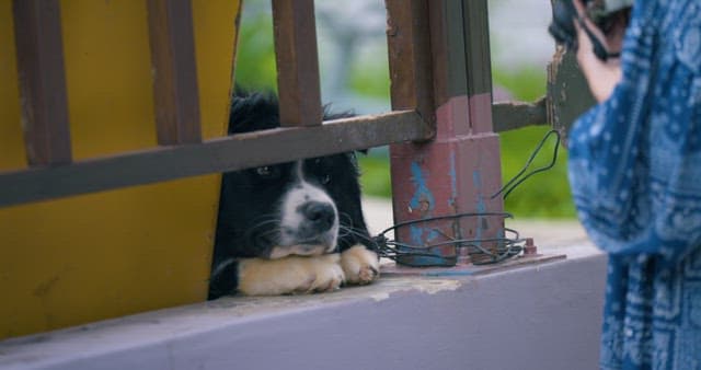 Traveler Interacting with a Dog Beyond the Fence