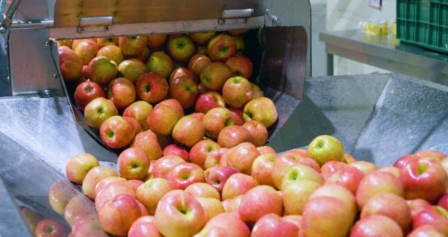 Apples Processing on Conveyor Belt after Wash